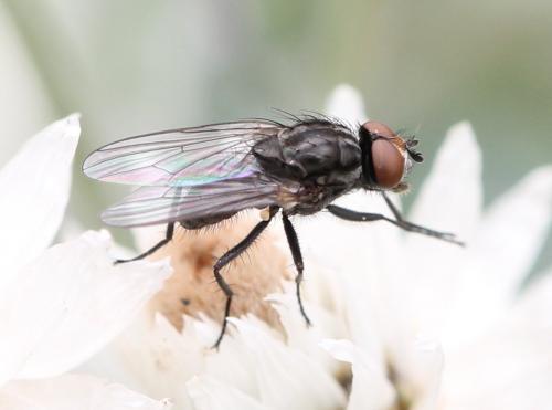 Paregle audacula